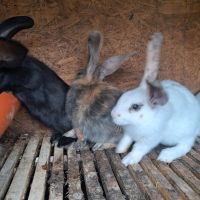 Kaninchen zu verkaufen Niedersachsen - Cloppenburg Vorschau