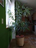 großer Ficus alii, Zimmerpflanze, mit anderem großen Topf Sachsen-Anhalt - Halle Vorschau