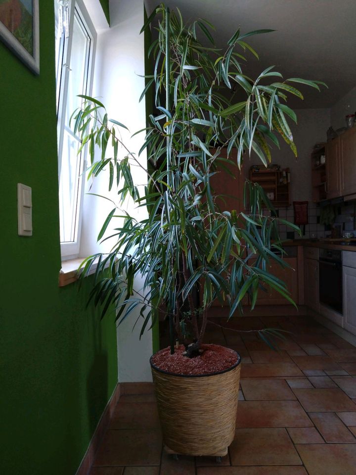 großer Ficus alii, Zimmerpflanze, mit anderem großen Topf in Halle