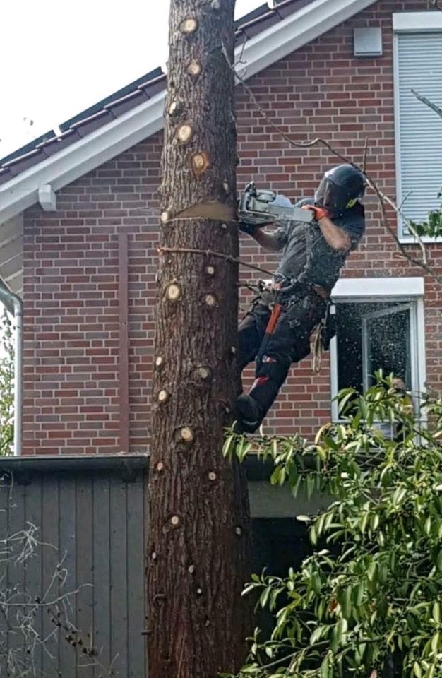 Baumfällung, Baum fällen, Baumpflege, Forstarbeiten in Beckum