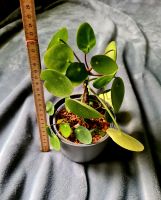 Kleine Pflanze Glückstaler - Pilea peperomioides Bayern - Neu Ulm Vorschau