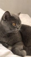 **Verlorene Katze: Grau, Männlich, Britisch Kurzhaar Essen - Stoppenberg Vorschau