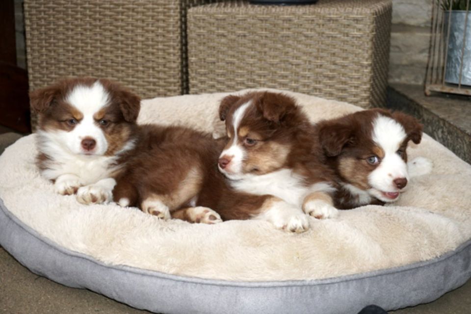 Mini American Shepherd Welpen aus top Aufzucht in Uetze