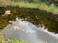 Koi Fische - Zu viel, zu groß, zu schön. Rheinland-Pfalz - Oberotterbach Vorschau