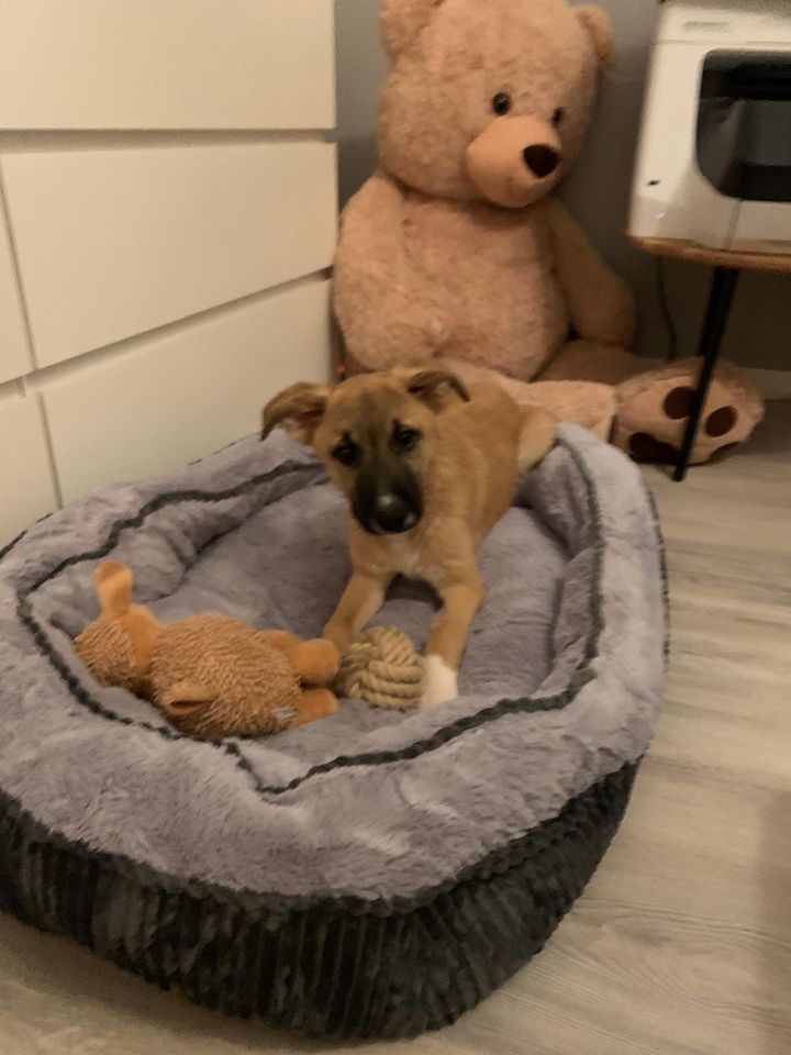 Fröhlicher EMIL ❤️ aus dem Tierschutz sucht sein Traumzuhause in Bremen