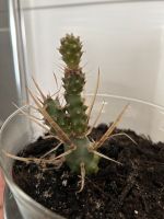 Tephrocactus Articulatus Thüringen - Kindelbrück Vorschau