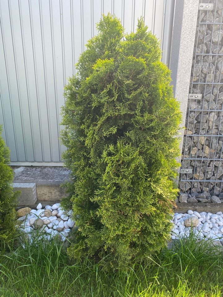 Thuja (Lebensbaum) in Löchgau