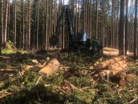 Sturmschäden, Käferholz, Durchforstung, Bayern - Röslau Vorschau