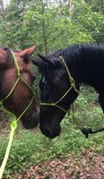 Pflegebeteiligung/Reitbeteiligung/Pferd zur Verfügung Bayern - Heroldsbach Vorschau