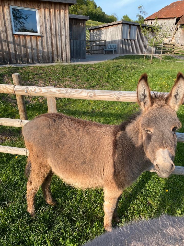 Esel Hengst Fohlen in Hofbieber