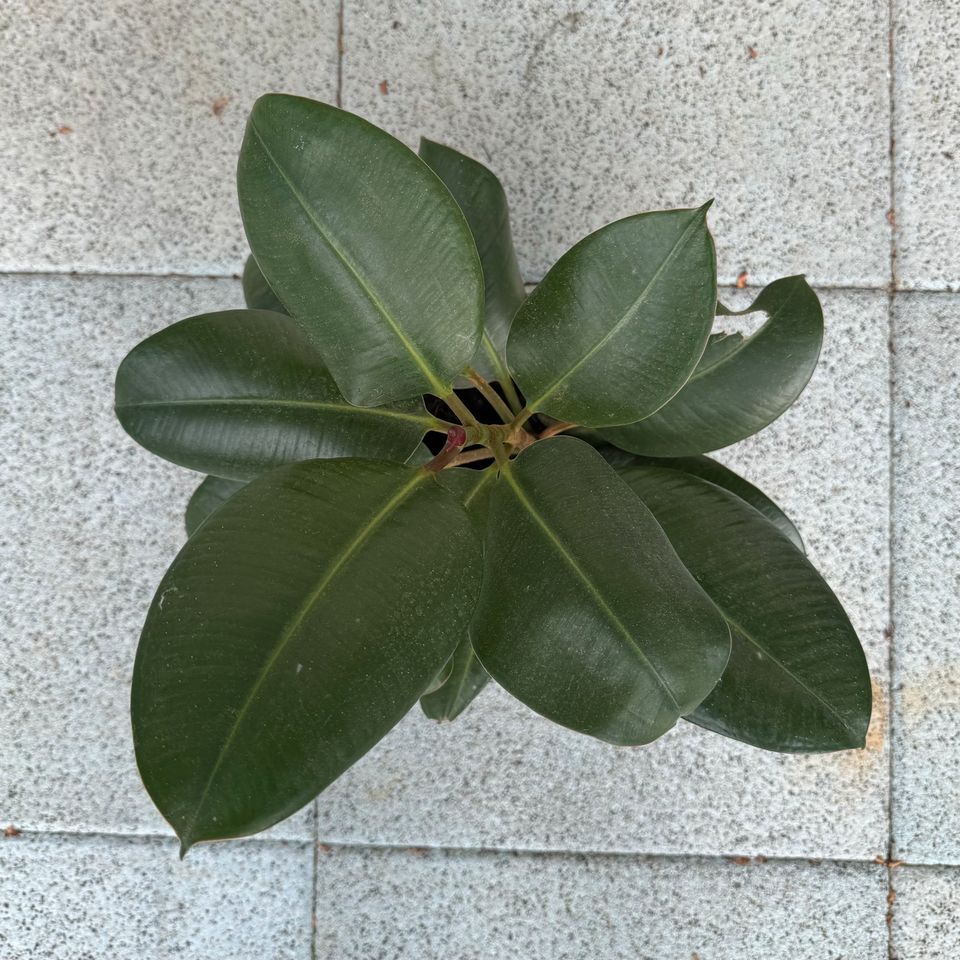 Gummibaum Ficus elastica Zimmerpflanze ca. 42cm hoch in Groß-Zimmern