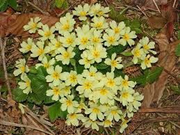 Suche Gartenprimeln, Schneeglöckchen, Blausternchen in Hohentengen