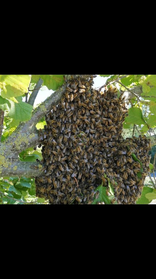 Fange Bienenschwärme in Kißlegg