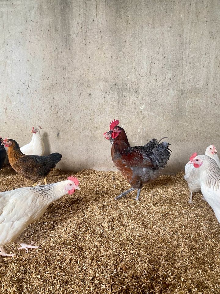 Hühner, Hennen, Legehennen verschiedene in Siedenbollentin