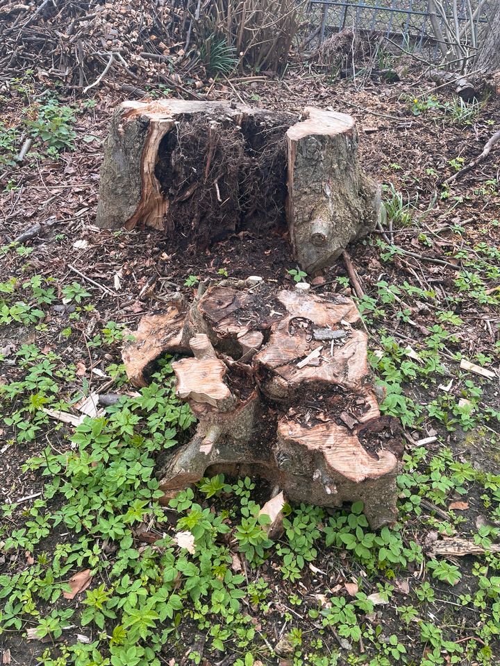 Holz zu verschenken in Neuengörs