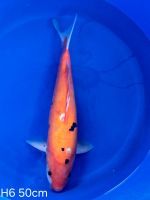 Koi Benikumonryo 50cm H6-80 Nordrhein-Westfalen - Wadersloh Vorschau