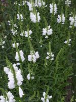 Gelenkblume "Schneekrone" , Staude Dresden - Gompitz Vorschau