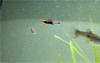 Endler Guppy Black Flame (Abgabe im Trio) Nordrhein-Westfalen - Kaarst Vorschau