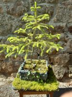 Handgefertigtes Pflanzgefäß, Bonsai-Topf Hessen - Gießen Vorschau