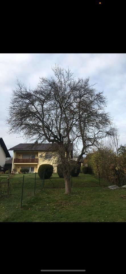 Hecke schneiden Garten Service Zaun Bau Bagger Arbeit in Mücke