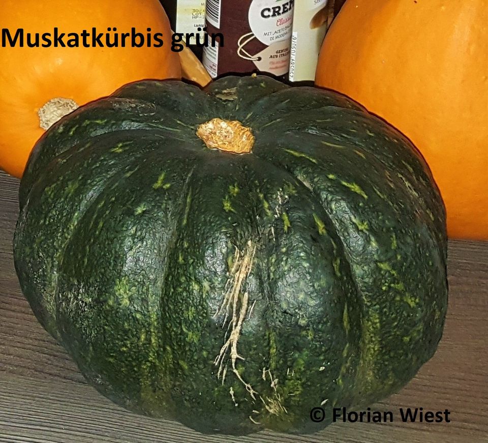 Kürbis Muskatkürbis, Butternut-Kürbis und Serbische Sorte in Freital