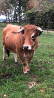 Verkaufe meine Kuh Aubrac Niedersachsen - Bösel Vorschau