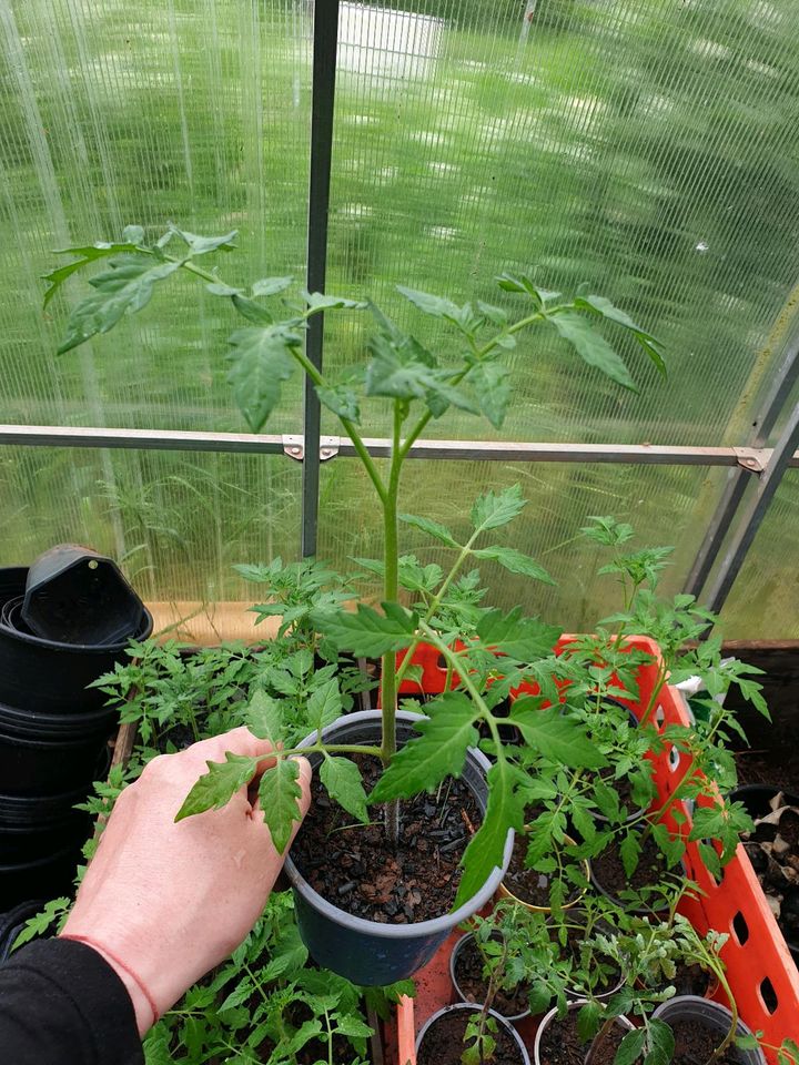 Tomatenpflanzen aus eigenem Anbau    in Bausendorf