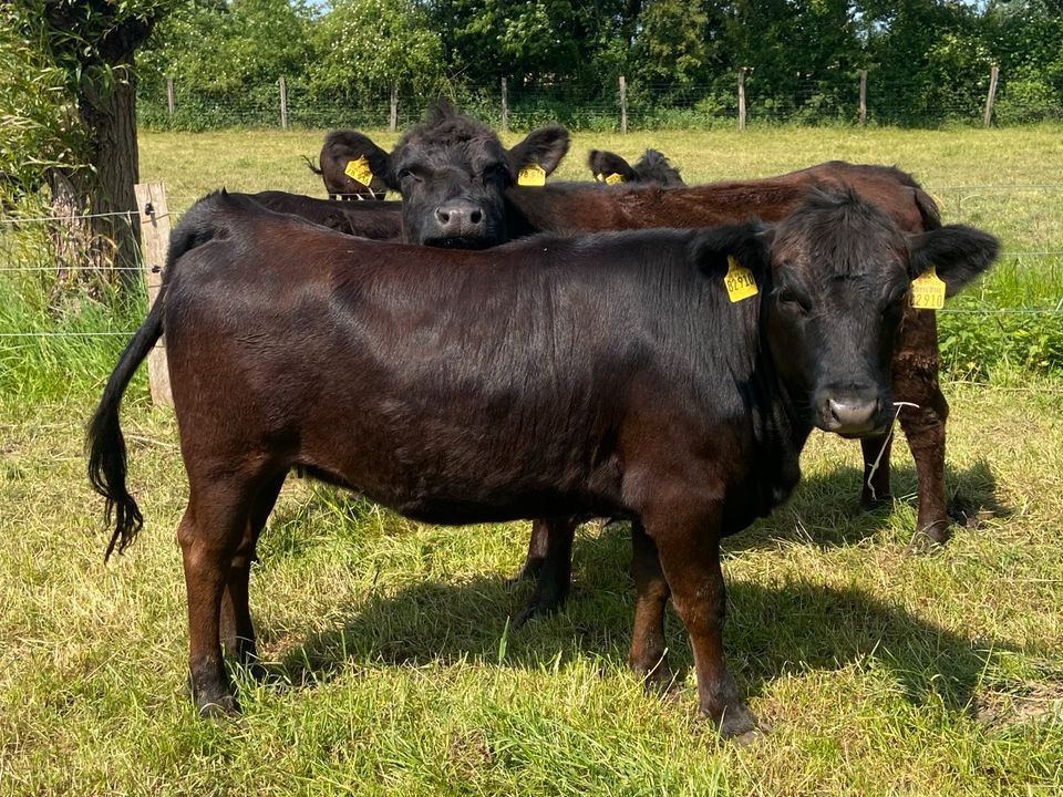 Zuchtgruppe, Lowline Angus, Rinder, Kühe, Bulle, Färse in Kevelaer