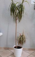 Zimmer-Pflanze Zimmer-Palme Drachenbaum 160 cm dracanea marginata Nordrhein-Westfalen - Kreuzau Vorschau