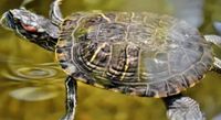 120 cm Aquarium für Wasserschildkröte Nordrhein-Westfalen - Herdecke Vorschau