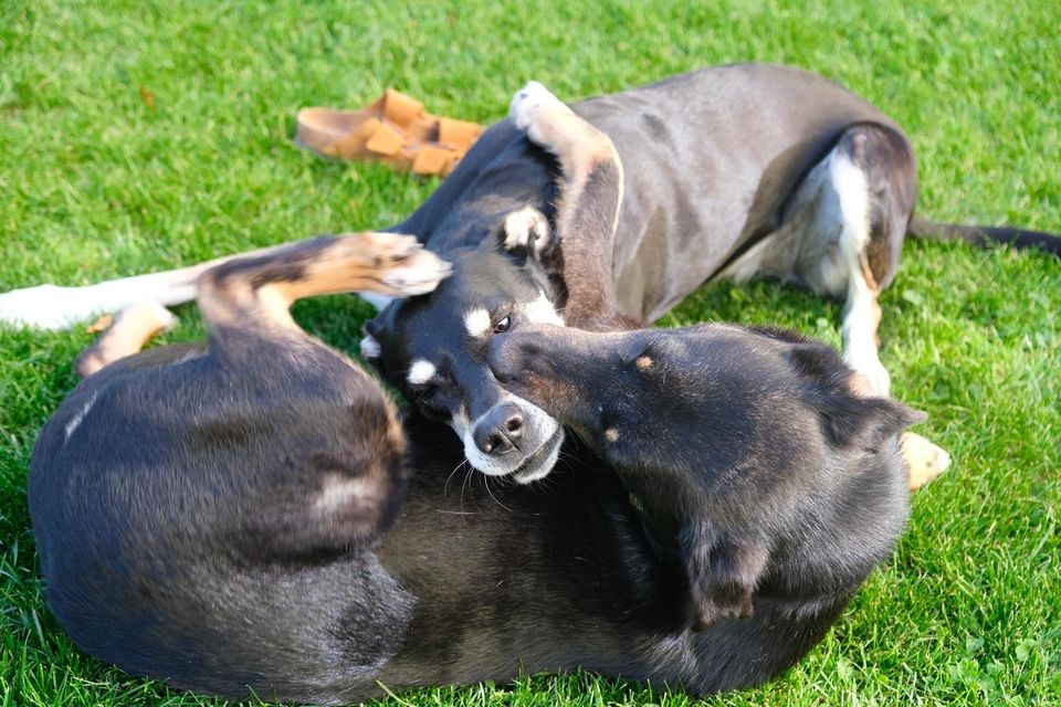 Super liebe MISHA ❤️ a.d. Tierschutz sucht ihre Familie in Jetzendorf