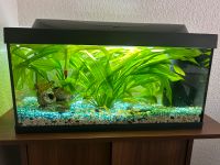 Aquarium 54L Nordrhein-Westfalen - Solingen Vorschau