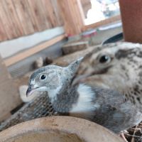 Wachteln Wachteleier Bruteier Eier Geflügel Wachtel Bayern - Weiding Vorschau