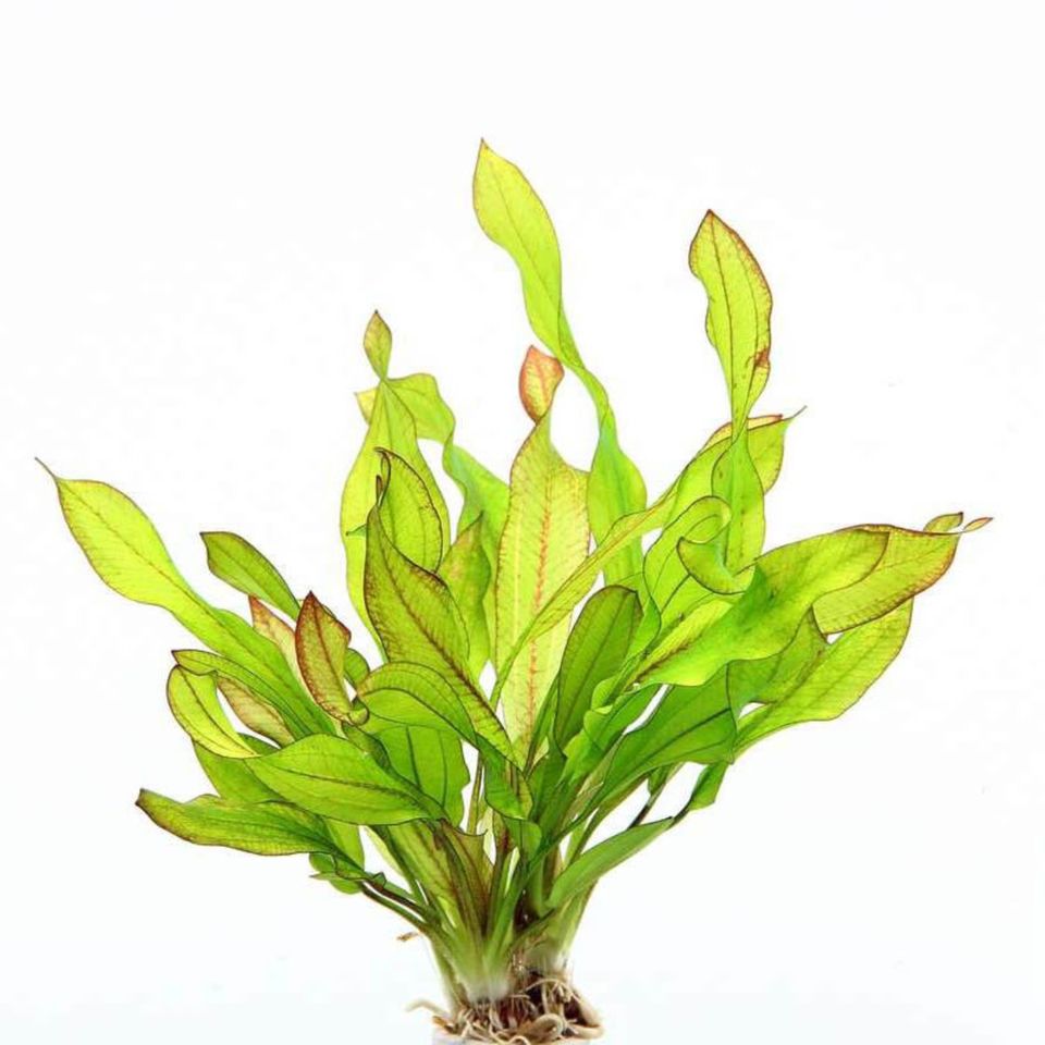 Aquarienpflanze Echinodorus "Green Chamäleon" in Rödental