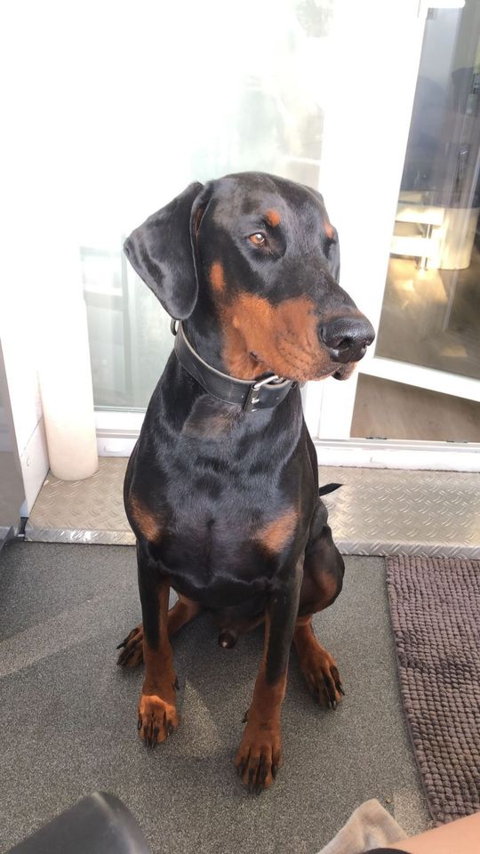 Dobermann sucht neues Zuhause in Dillingen (Saar)