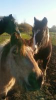 Ponyreiten geführtes Reiten Kinderreiten Schleswig-Holstein - Lebrade Vorschau