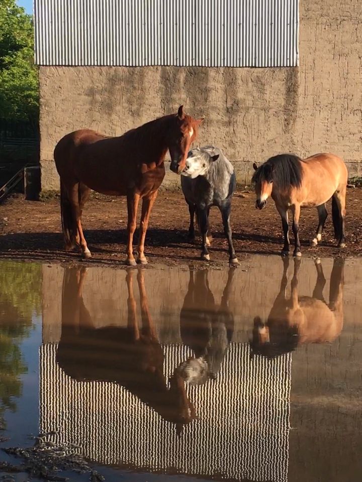 Offenstall hat noch Platz, Offenstallplatz, Pferd ,Pony ,Stall in Arnstein