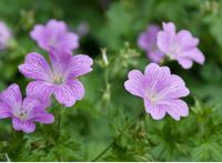 Bodendecker Storchschnabel rosa Nordrhein-Westfalen - Solingen Vorschau