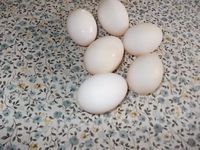 Enteneier 50 Cent das Ei Nordrhein-Westfalen - Xanten Vorschau