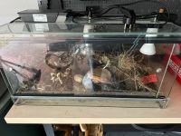 hochwertiges Terrarium Tartarium Glass Tank / Schildkröte Repti Hessen - Hanau Vorschau