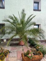 Große Palme 3 Meter Bayern - Schnabelwaid Vorschau