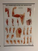 Anatomie Tafeln Sachsen-Anhalt - Haldensleben Vorschau