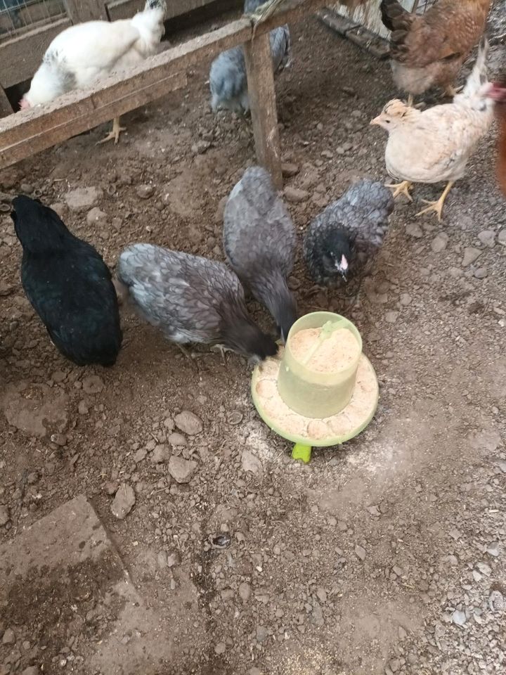 Königsberger Hühner in Schwaigern