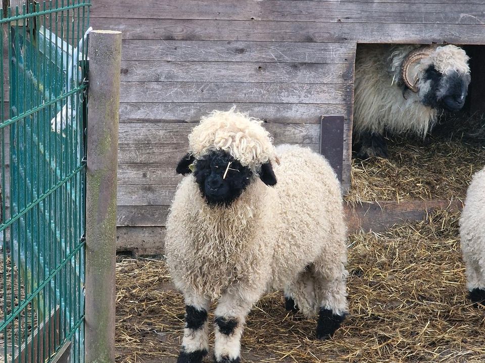 3 Walliser Schwarznasenschafe Böcke abzugeben in Sprakel