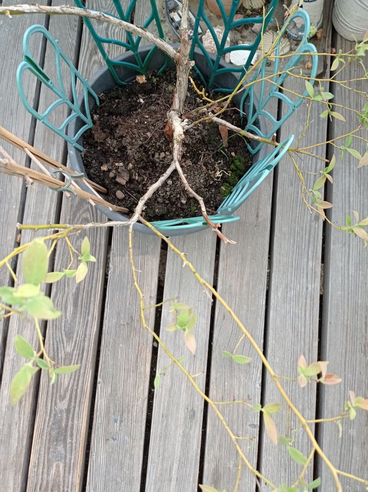 Mehrjährige Kultur Heidelbeerenpflanze  Blaubeeren in München