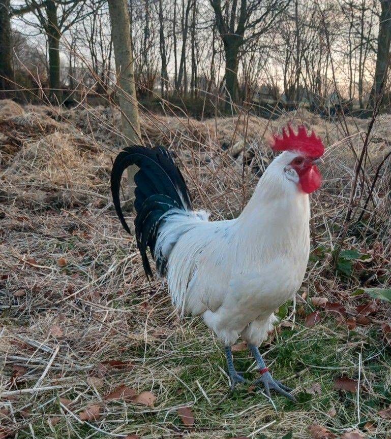 Bruteier Ostfriesische Möwen (groß) in Jahrsdorf