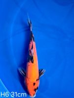 Koi D-Showa 31cm H6-10 Nordrhein-Westfalen - Wadersloh Vorschau