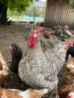 Mechelner Hahn abzugeben / keine Hühner! Seltene rasse Bayern - Rieden b Kaufbeuren Vorschau