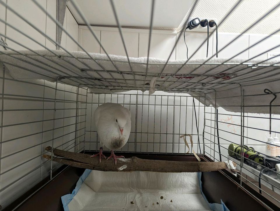 Taube gefunden - ist nun im Tierheim Hemmstraße in Bremen