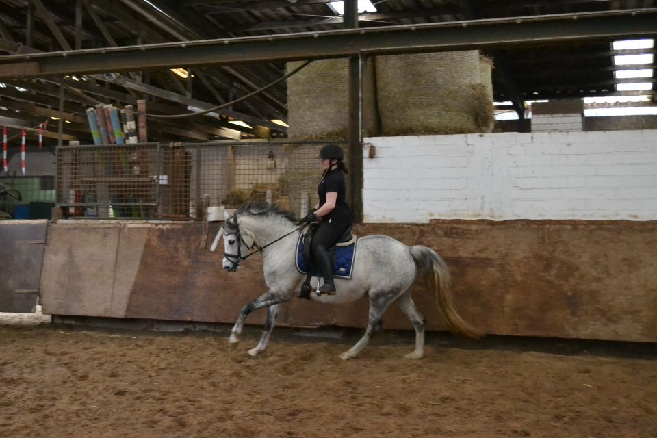 Deutsches Reitpony / Zuchtstute in Gettorf